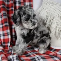 Derrick, a male Schnoodle for sale in Millersburg, OH – Photo 5 of 6