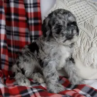Derrick, a male Schnoodle for sale in Millersburg, OH – Photo 2 of 6