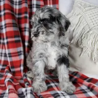 Derrick, a male Schnoodle for sale in Millersburg, OH – Photo 6 of 6
