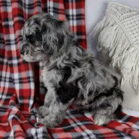 Derrick, a male Schnoodle for sale in Millersburg, OH – Photo 4 of 6