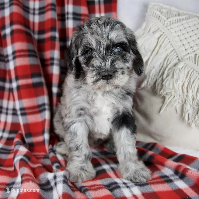 Derrick – Schnoodle puppy for sale in Millersburg, OH