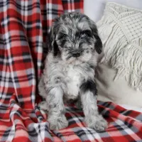 Derrick, a male Schnoodle for sale in Millersburg, OH – Photo 1 of 6