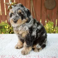 Nicki, a male Miniature Bernedoodle for sale in Millersburg, OH – 6 of 9