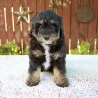 Nehemiah, a male Miniature Bernedoodle for sale in Millersburg, OH – 6 of 8