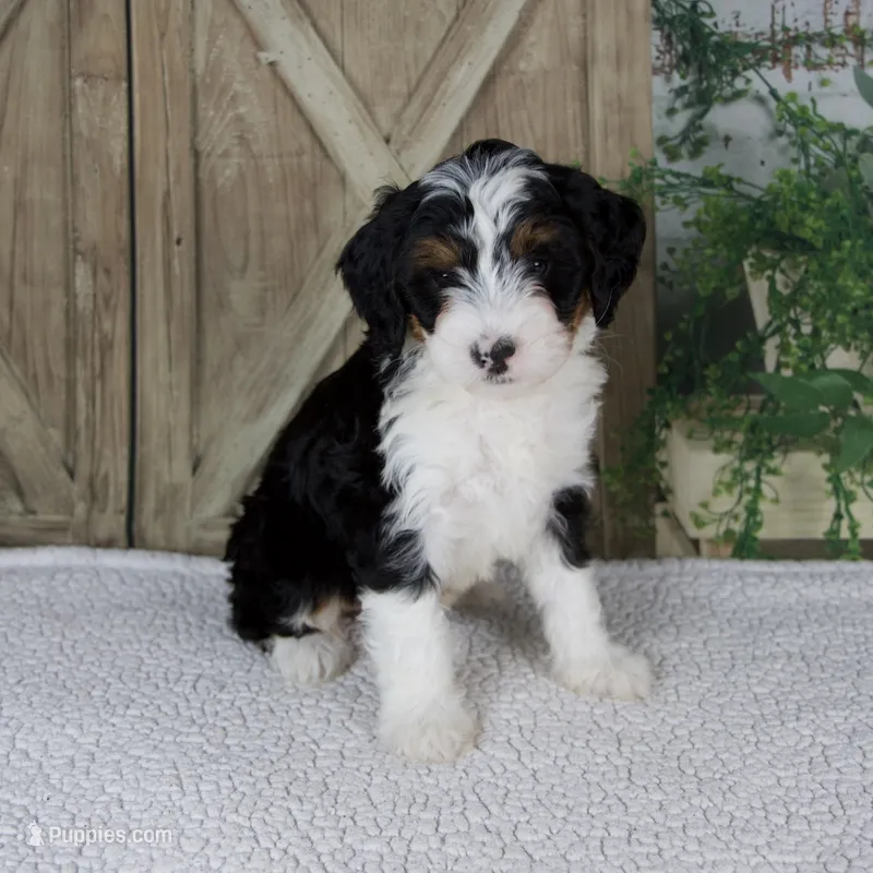 Treva – Miniature Bernedoodle puppy for sale in Millersburg, OH