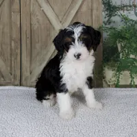 Treva, a female Miniature Bernedoodle for sale in Millersburg, OH – 1 of 6