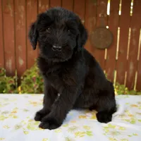 Roxann, a female Giant Schnauzer for sale in Millersburg, OH – 4 of 8