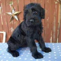 Ava, a female Giant Schnauzer for sale in Millersburg, OH – 5 of 6