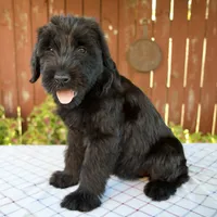 Olivia, a female Giant Schnauzer for sale in Millersburg, OH – 3 of 6