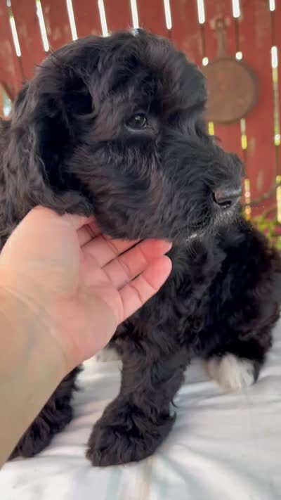 Matthias, a male Schnoodle for sale in Millersburg, OH – 8 of 8
