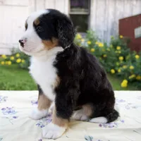 Sara Beth, a female Bernese Mountain Dog for sale in Millersburg, OH – 3 of 6
