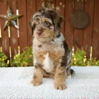 Neil, a male Miniature Bernedoodle for sale in Millersburg, OH – 3 of 7