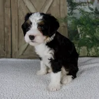 Tiffany, a female Miniature Bernedoodle for sale in Millersburg, OH – 4 of 5