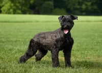 Tyler, a male Giant Schnauzer for sale in Millersburg, OH – 8 of 9