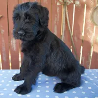 Ava, a female Giant Schnauzer for sale in Millersburg, OH – 3 of 6