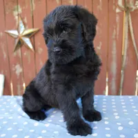 Alice, a female Giant Schnauzer for sale in Millersburg, OH – 2 of 7