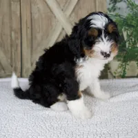 Tina, a female Miniature Bernedoodle for sale in Millersburg, OH – 3 of 4