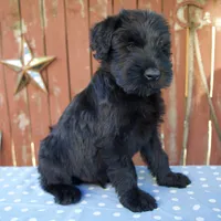 Austin, a male Giant Schnauzer for sale in Millersburg, OH – 2 of 5