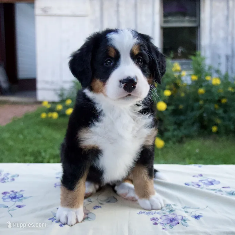 Sandra – Bernese Mountain Dog puppy for sale in Millersburg, OH