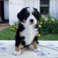 Sandra, a female Bernese Mountain Dog for sale in Millersburg, OH – 1 of 6