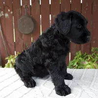 Tyler, a male Giant Schnauzer for sale in Millersburg, OH – 5 of 9