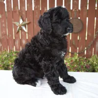 Matthias, a male Schnoodle for sale in Millersburg, OH – 4 of 8