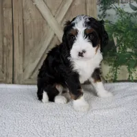 Triston, a male Miniature Bernedoodle for sale in Millersburg, OH – 5 of 5