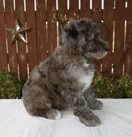 Marybeth, a female Schnoodle for sale in Millersburg, OH – 3 of 6