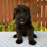 Olivia, a female Giant Schnauzer for sale in Millersburg, OH – 1 of 6