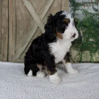 Triston, a male Miniature Bernedoodle for sale in Millersburg, OH – 3 of 5