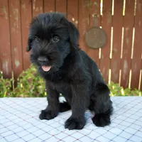 Orus, a male Giant Schnauzer for sale in Millersburg, OH – 5 of 6
