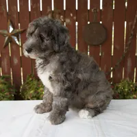 Marybeth, a female Schnoodle for sale in Millersburg, OH – 5 of 6