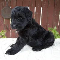 Tucker, a male Giant Schnauzer for sale in Millersburg, OH – 6 of 10