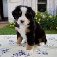 Sally, a female Bernese Mountain Dog for sale in Millersburg, OH – 3 of 5