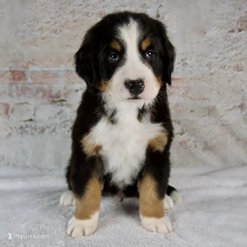 Rocky – Bernese Mountain Dog puppy for sale in Millersburg, OH