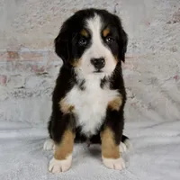 Rocky, a male Bernese Mountain Dog for sale in Millersburg, OH – 1 of 6