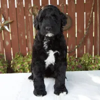 Melody, a female Schnoodle for sale in Millersburg, OH – 5 of 8