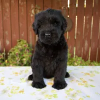 Renae, a female Giant Schnauzer for sale in Millersburg, OH – 6 of 7
