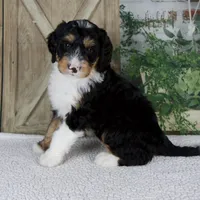 Tobias, a male Miniature Bernedoodle for sale in Millersburg, OH – 2 of 5