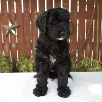 Matthias, a male Schnoodle for sale in Millersburg, OH – 7 of 8