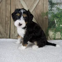 Travis, a male Miniature Bernedoodle for sale in Millersburg, OH – 2 of 5