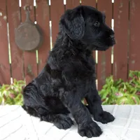 Tyler, a male Giant Schnauzer for sale in Millersburg, OH – 6 of 9