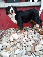 Renae, a male Bernese Mountain Dog for sale in Millersburg, OH – 6 of 6