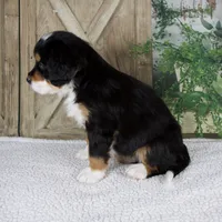 Esme, a female Bernese Mountain Dog for sale in Millersburg, OH – 6 of 8