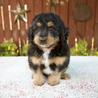 Noelle, a female Miniature Bernedoodle for sale in Millersburg, OH – 5 of 8