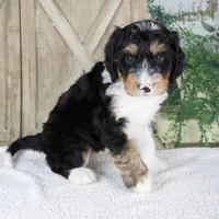 Tobias, a male Miniature Bernedoodle for sale in Millersburg, OH – 3 of 5