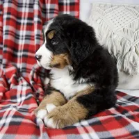Joey, a male Bernese Mountain Dog for sale in Millersburg, OH – Photo 3 of 6