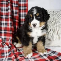 Joey, a male Bernese Mountain Dog for sale in Millersburg, OH – Photo 5 of 6