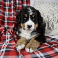 Joey, a male Bernese Mountain Dog for sale in Millersburg, OH – Photo 2 of 6