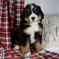 Joey, a male Bernese Mountain Dog for sale in Millersburg, OH – Photo 1 of 6